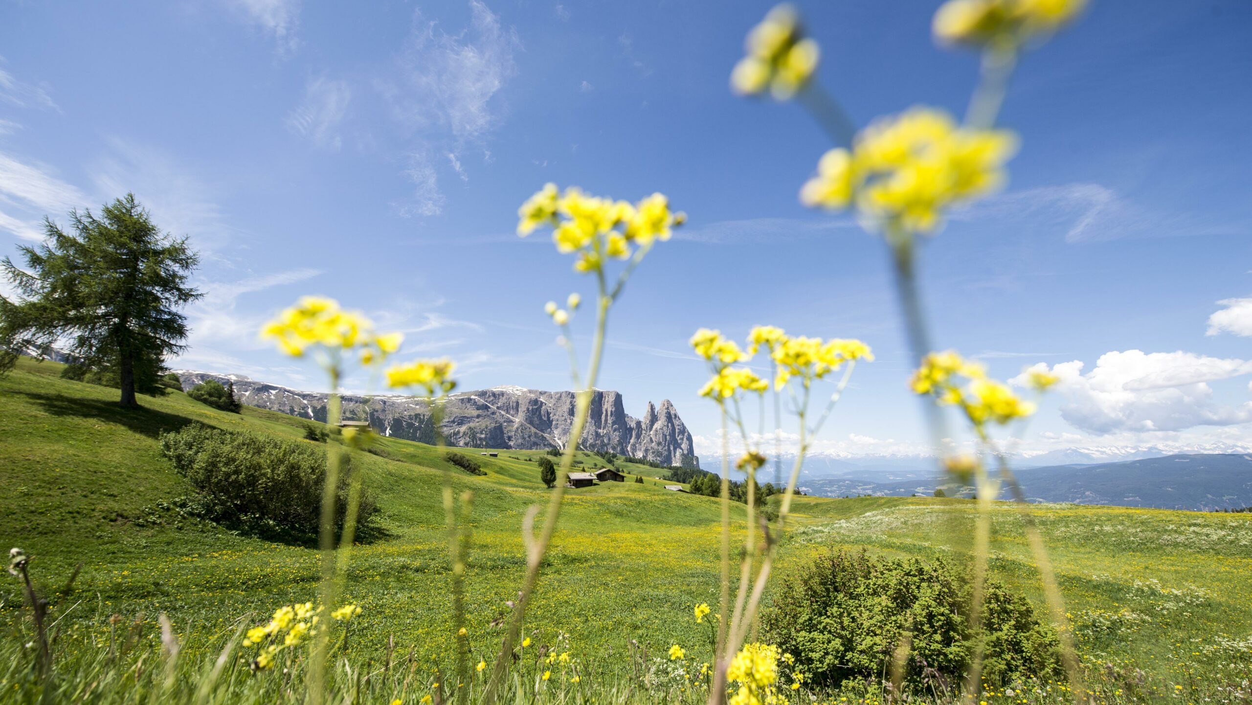 offerta per l'estate sull' alpe di Siusi nelle Dolomiti